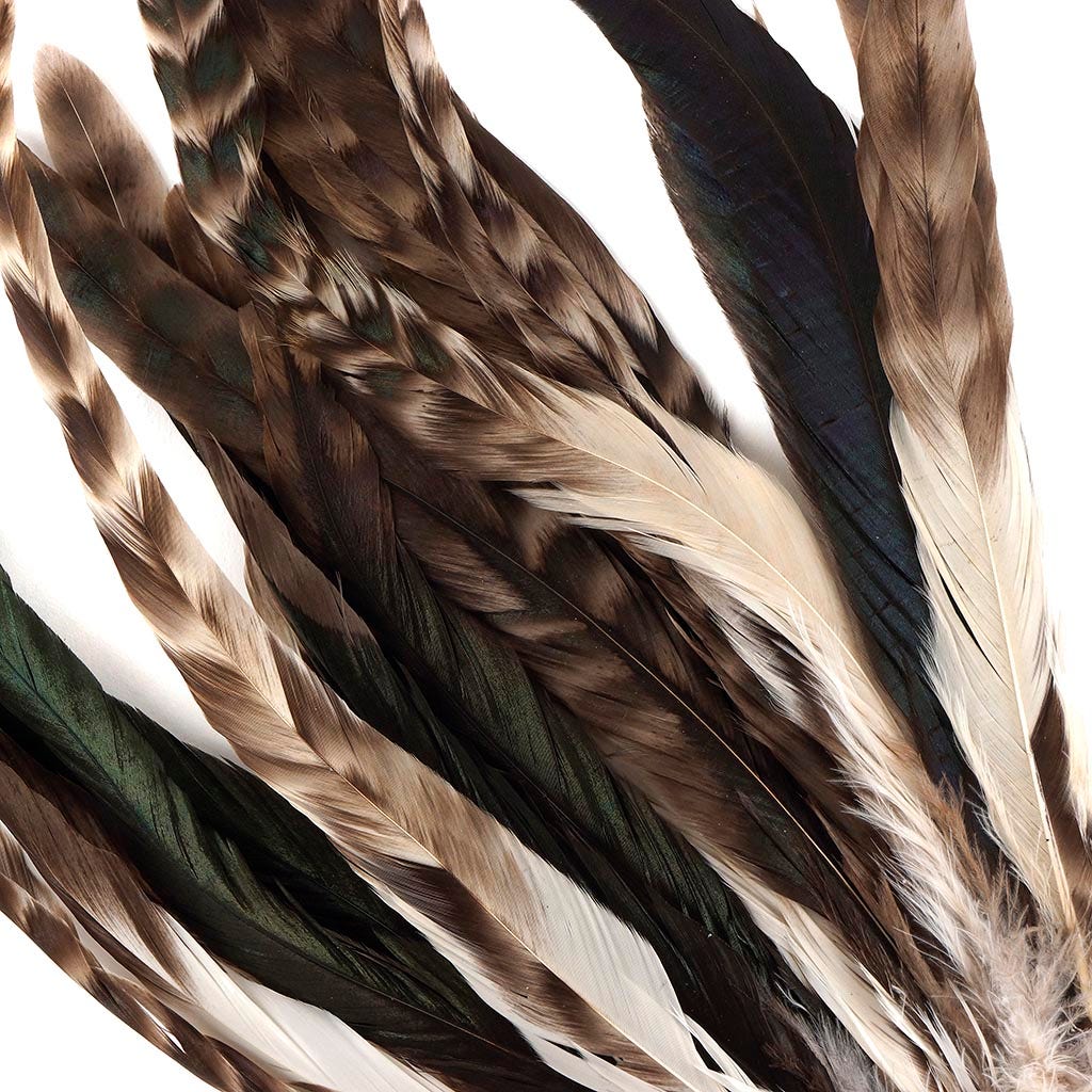 Rooster Coque Tails-Chinchilla - 9-12"