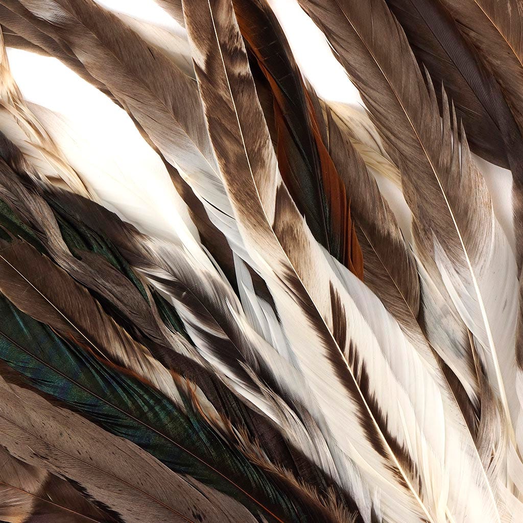 Rooster Coque Tails-Chinchilla - 11-14"