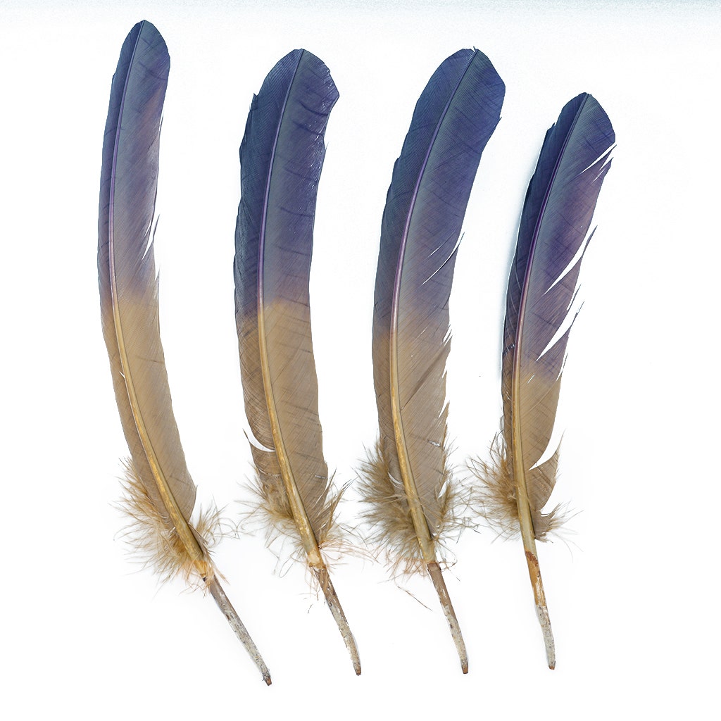 Ombre Turkey Quill Feathers 10-12"   Dip  .25 lb - Navy/Camel