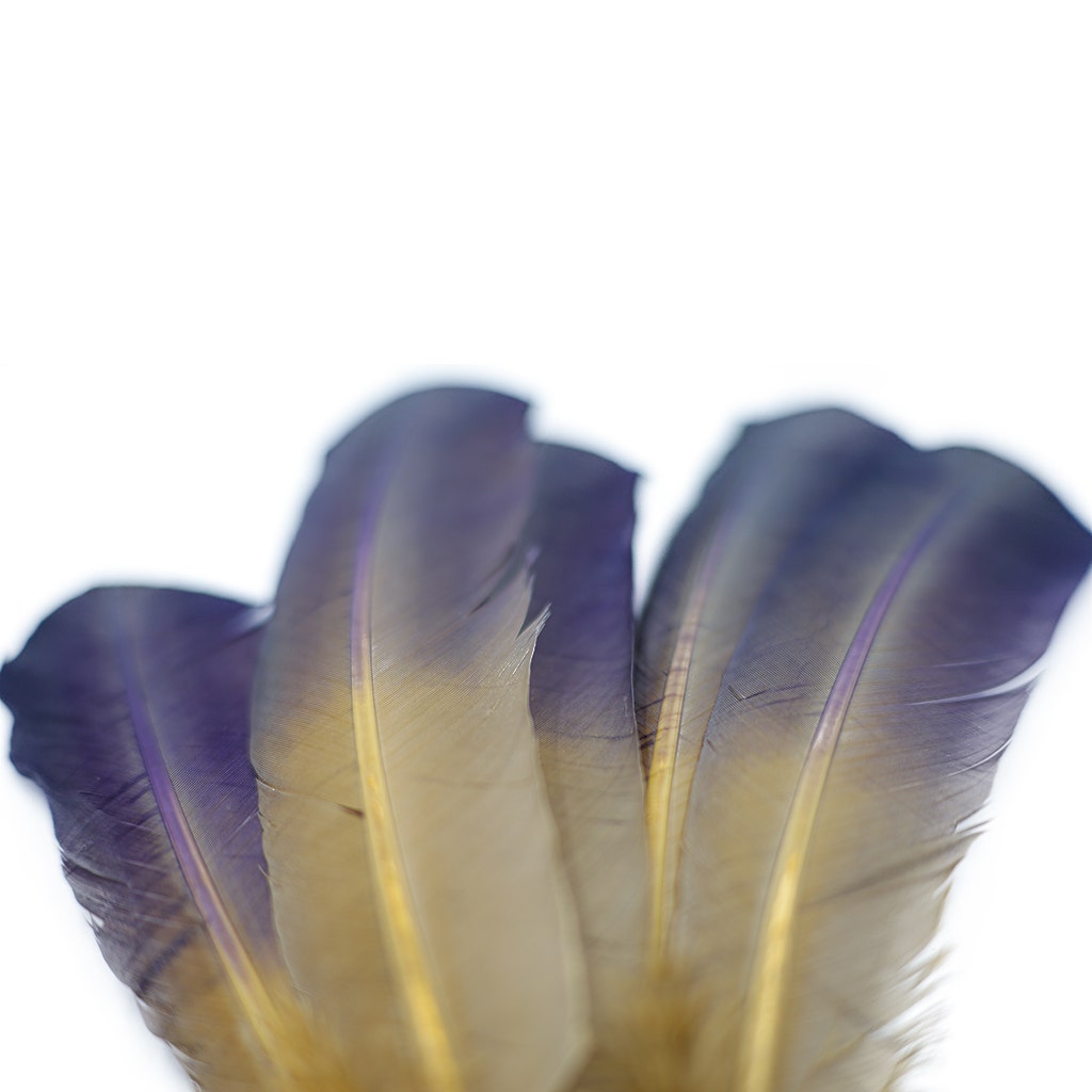 Ombre Turkey Quill Feathers 10-12"   Dip  .25 lb - Navy/Camel