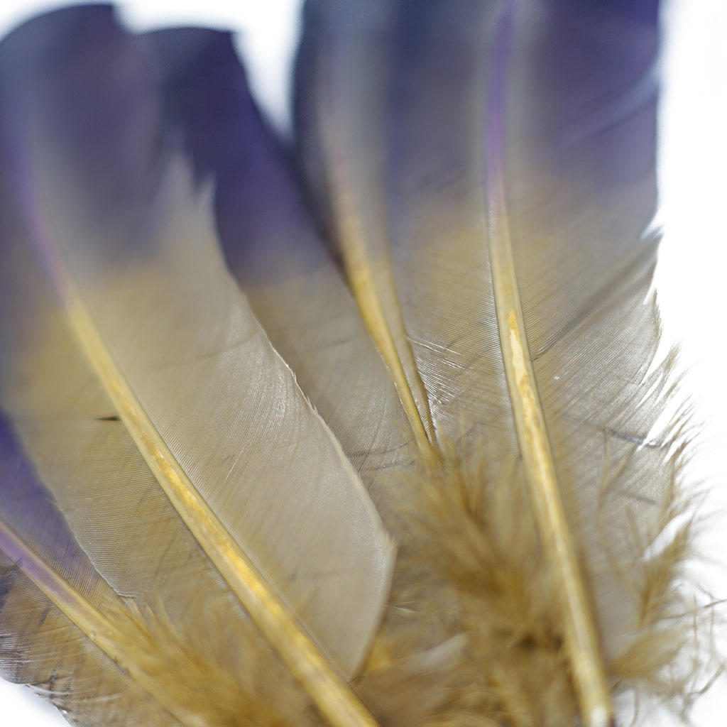 Ombre Turkey Quill Feathers 10-12"   Dip  .25 lb - Navy/Camel