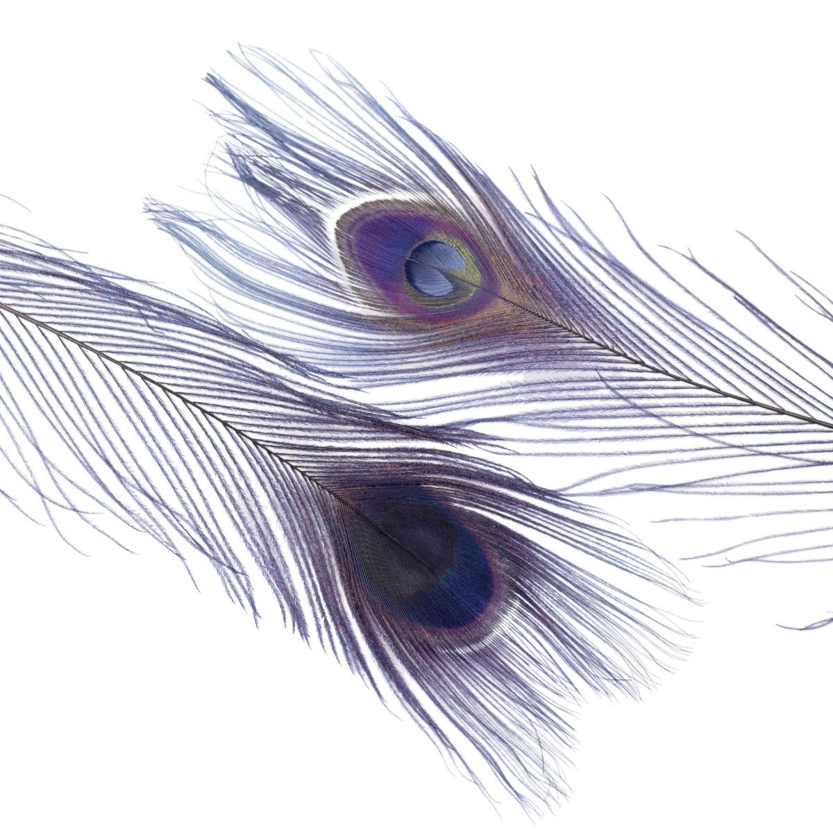 Bleached and Dyed Peacock Eye Feathers 30-40" - 10 pcs - Navy