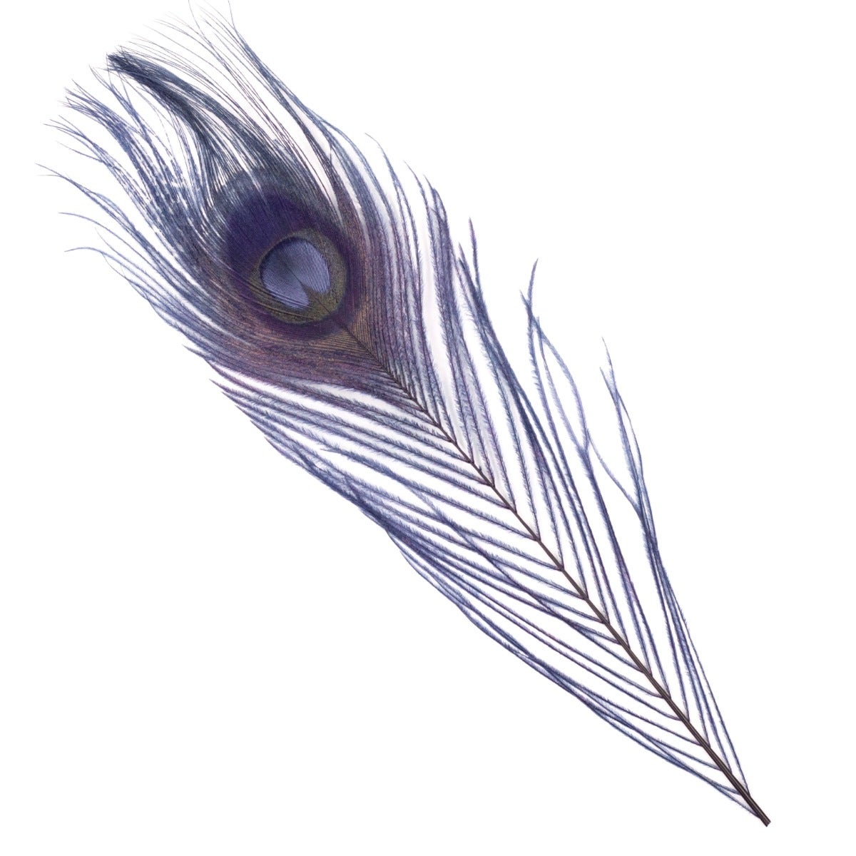 Peacock Feathers Bleached/Dyed 8-15" - 5 pc - Navy