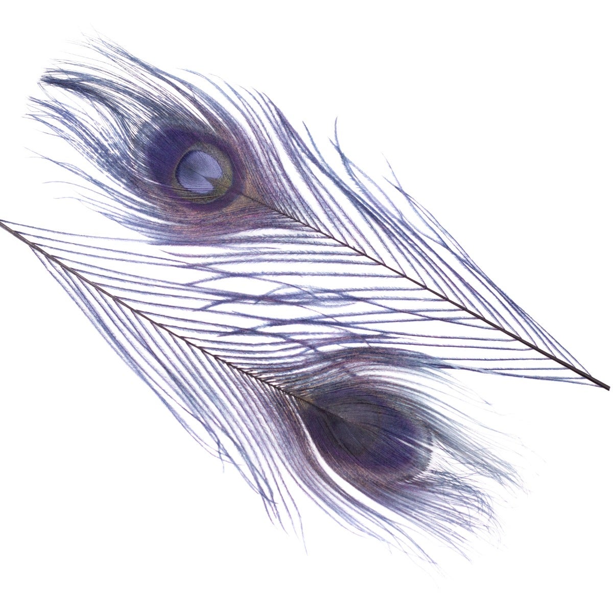 Peacock Feathers Bleached/Dyed 8-15" - 5 pc - Navy