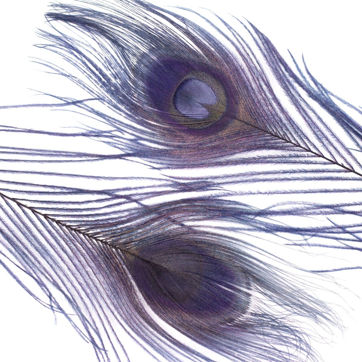 Peacock Feathers Bleached/Dyed 8-15" - 5 pc - Navy