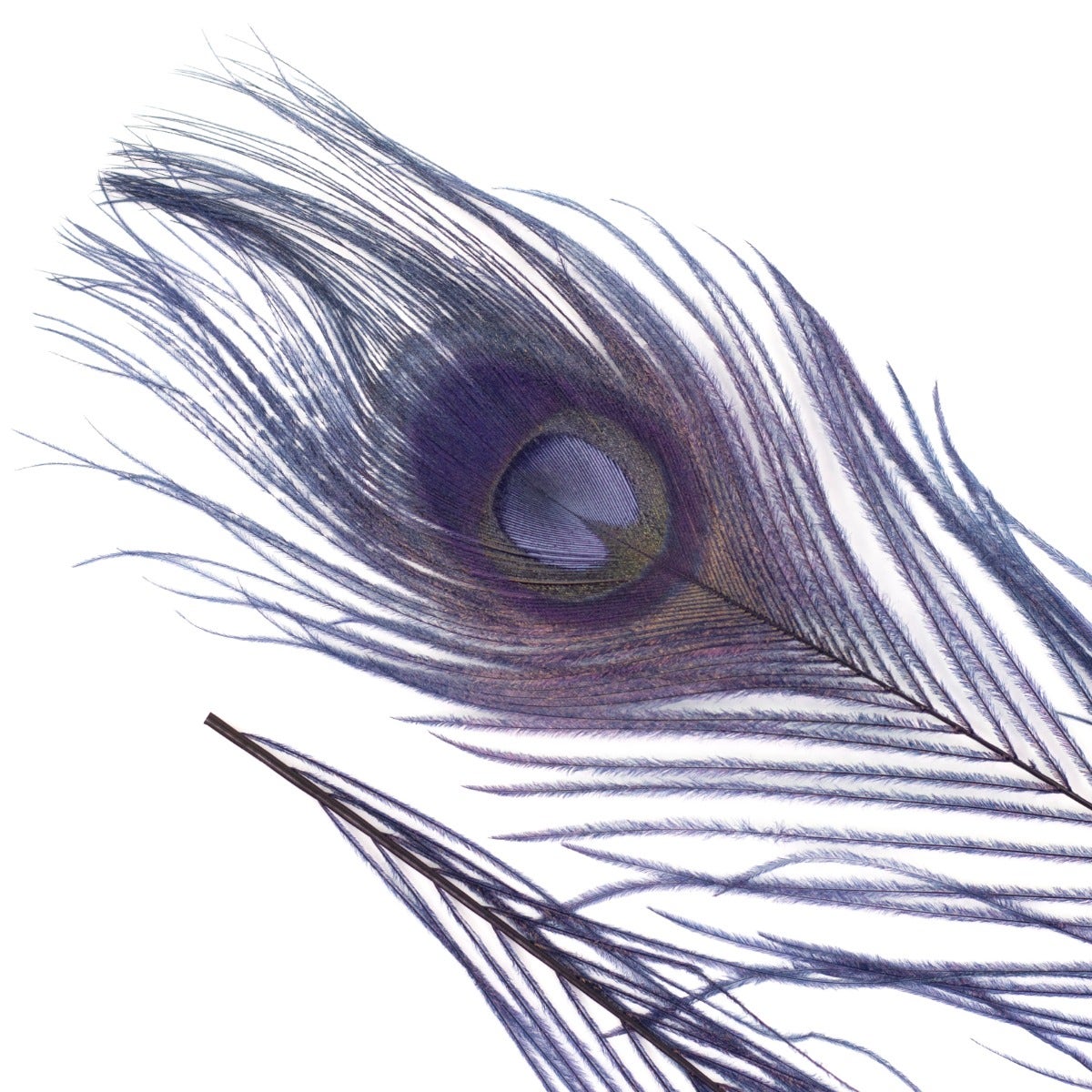Peacock Feathers Bleached/Dyed 8-15" - 5 pc - Navy