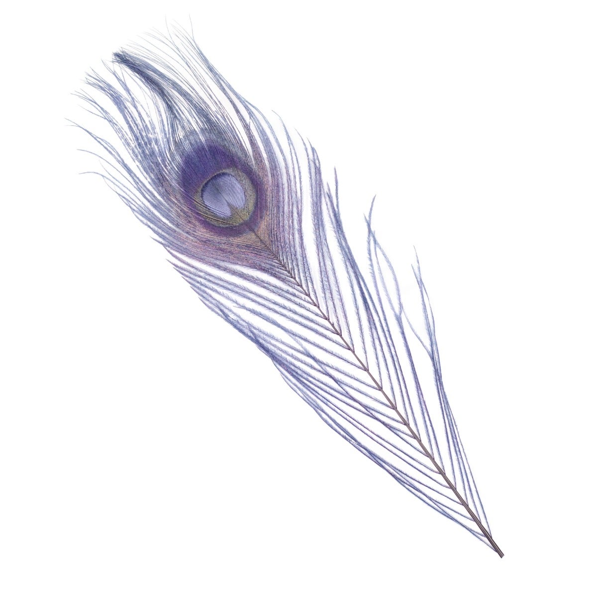 Peacock Tail Eyes Bleached Dyed Feathers - 8 -15"- Navy
