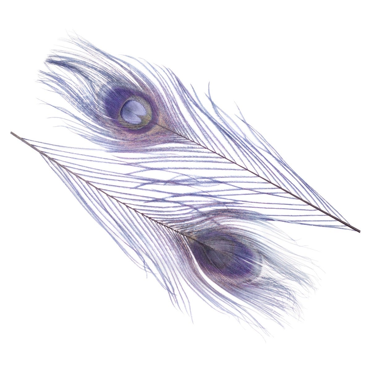 Peacock Tail Eyes Bleached Dyed Feathers - 8 -15"- Navy