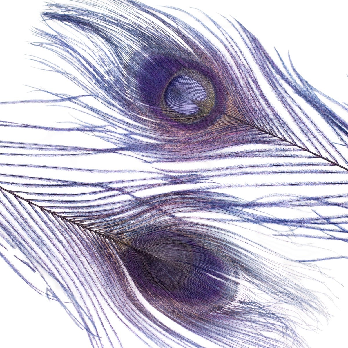 Peacock Tail Eyes Bleached Dyed Feathers - 8 -15"- Navy
