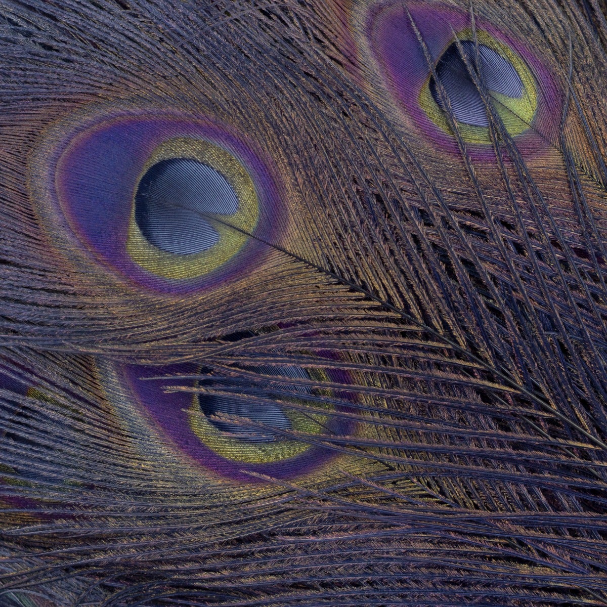 Peacock Tail Eyes Bleached Dyed  Feathers - 25 - 40" -Navy