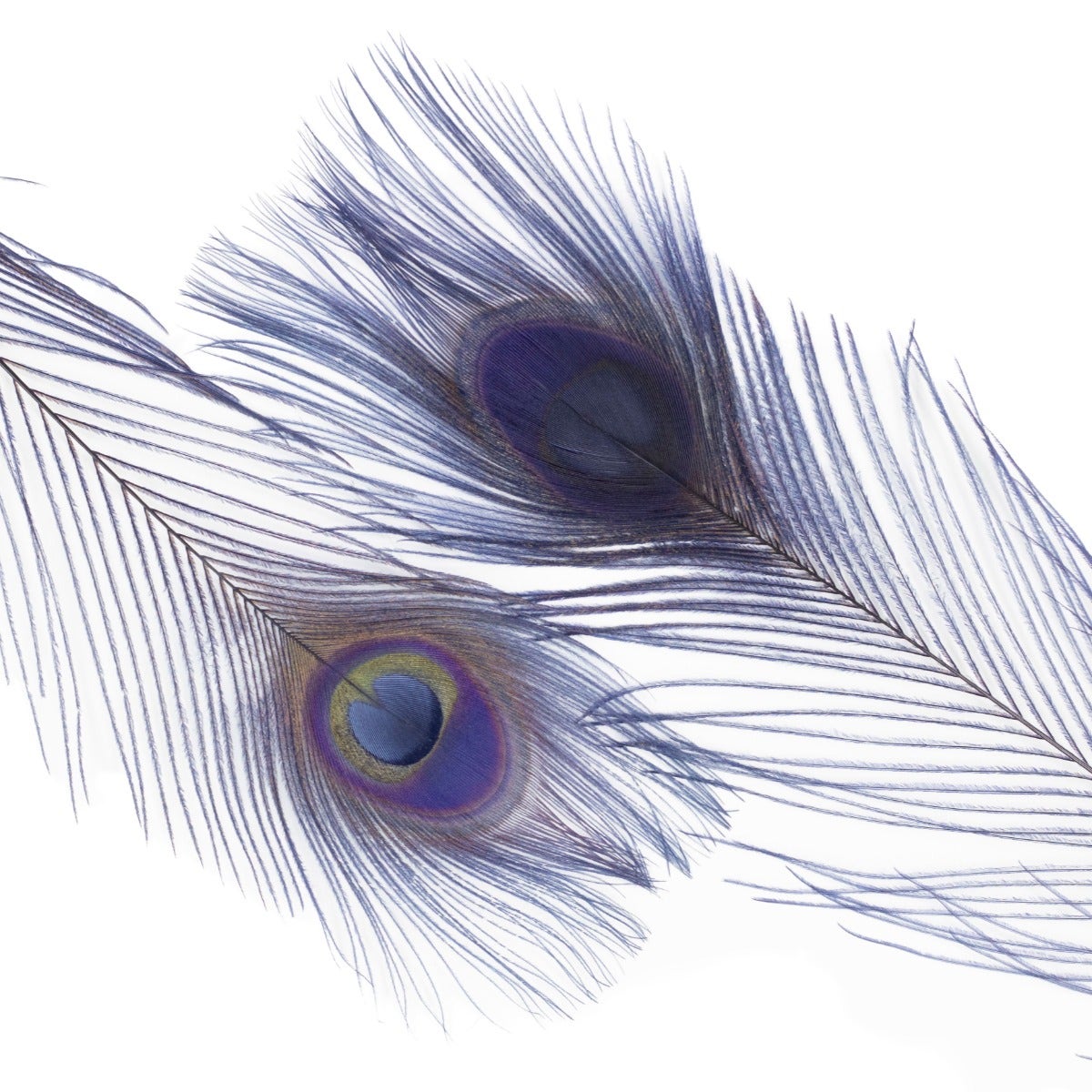 Peacock Tail Eyes Bleached Dyed  Feathers - 25 - 40" -Navy