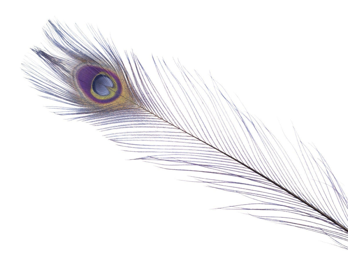 Peacock Tail Eyes Bleached Dyed  Feathers - 25 - 40" -Navy