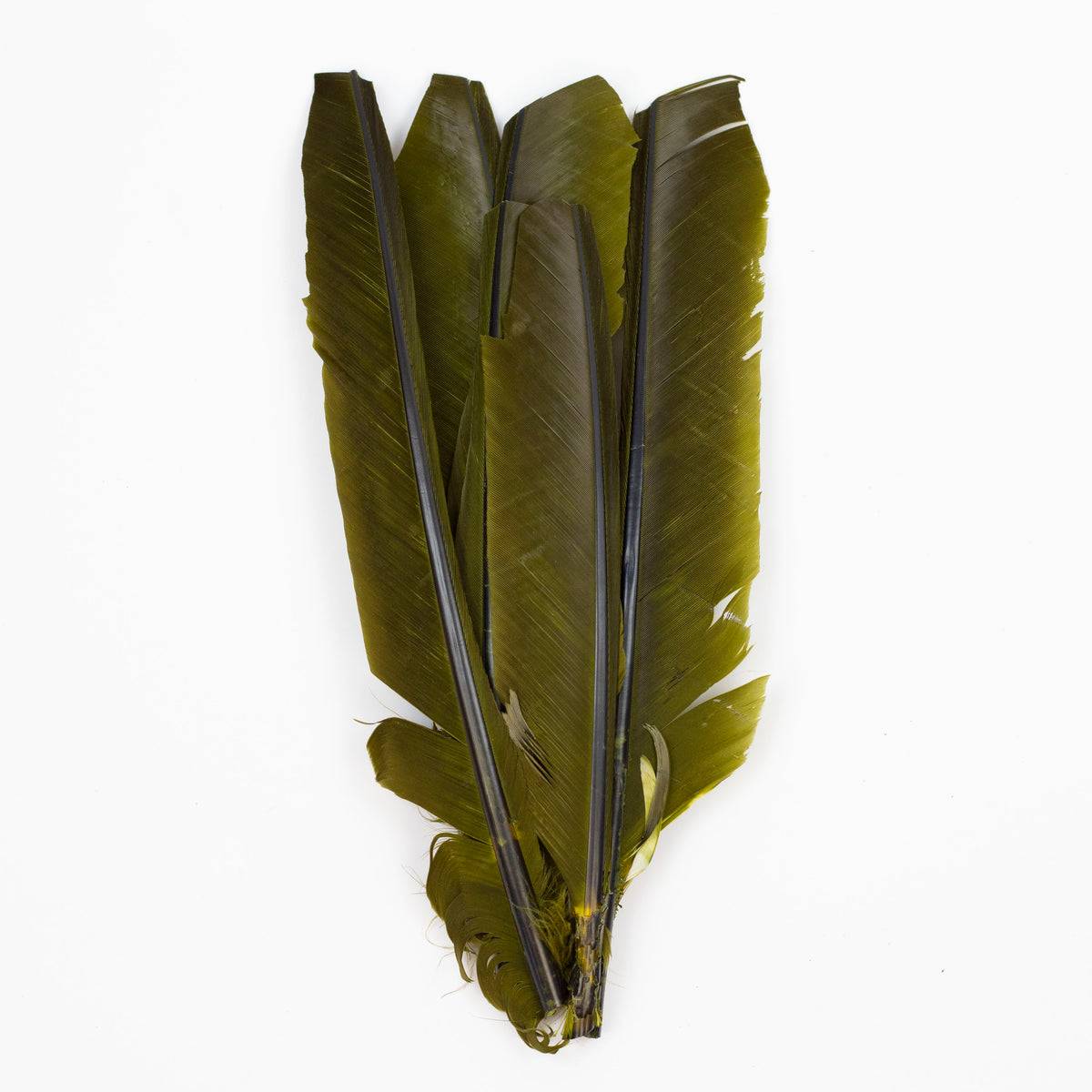 Olive Cut Turkey Pointer Feathers 8-12"