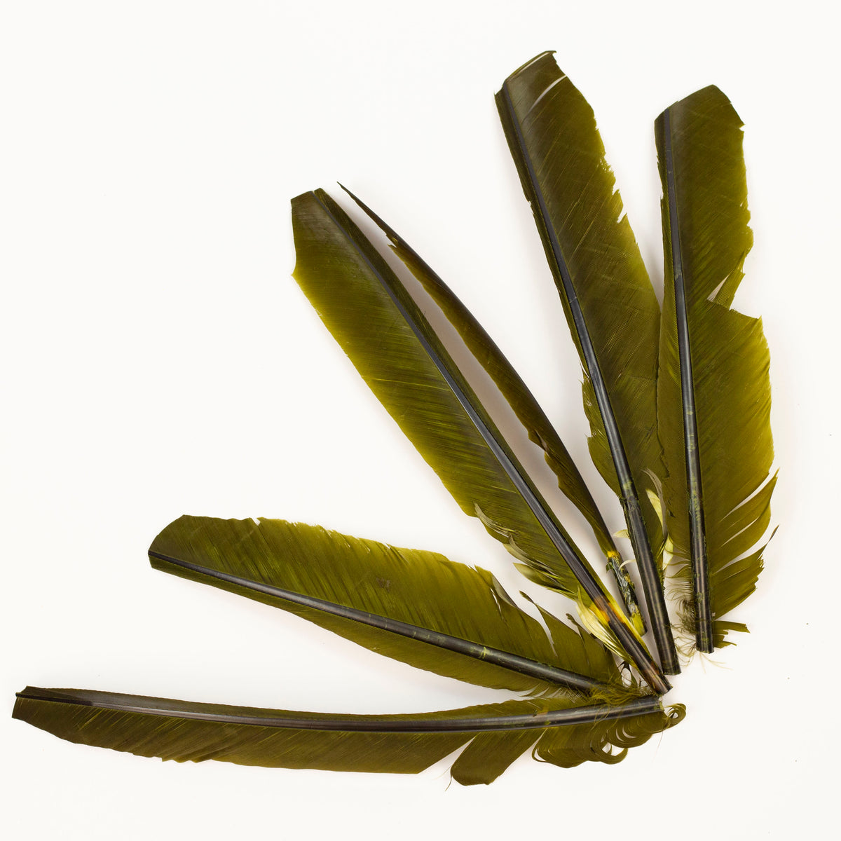 Olive Cut Turkey Pointer Feathers 8-12"