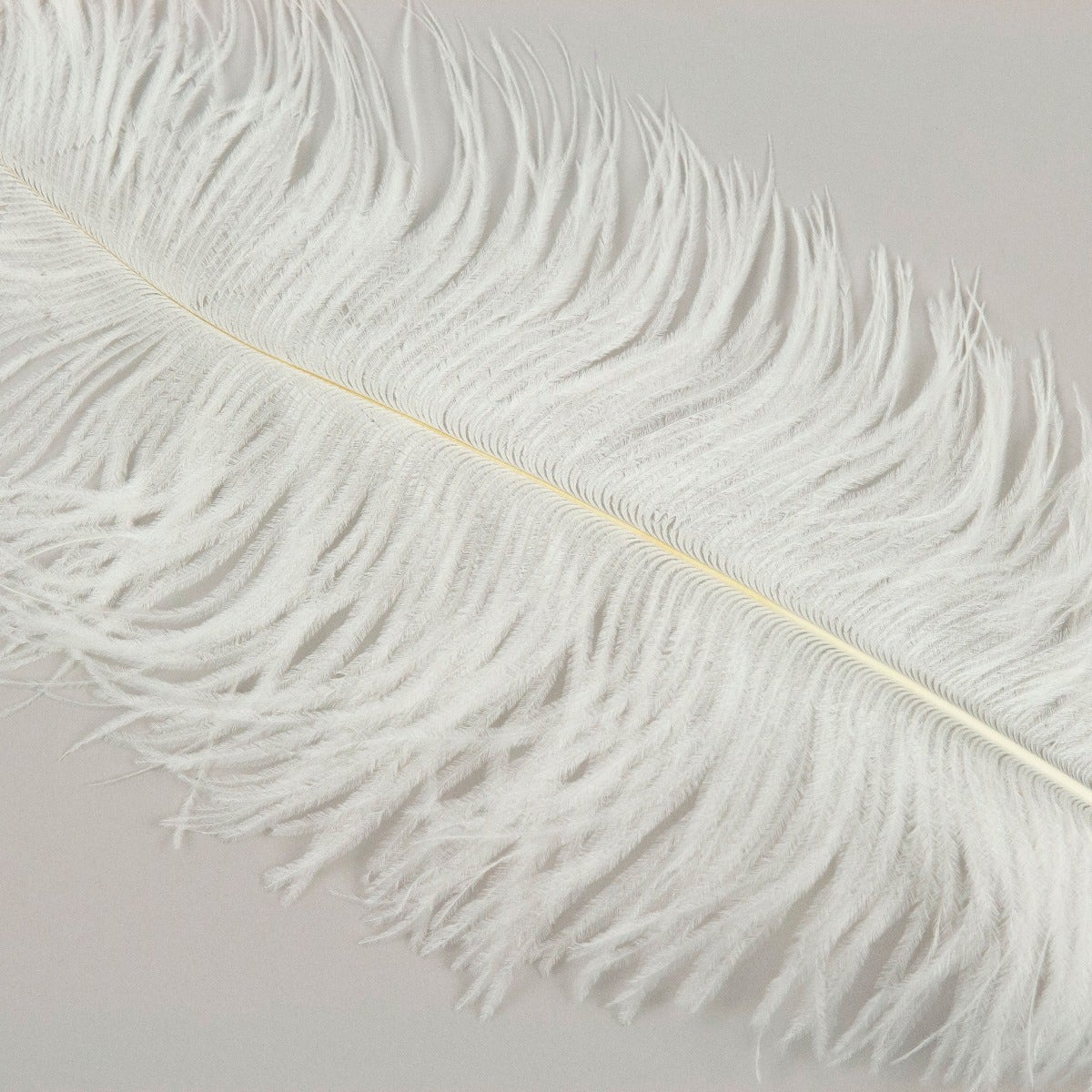 Ostrich Tails 16-18 inch  - 30 PC - White
