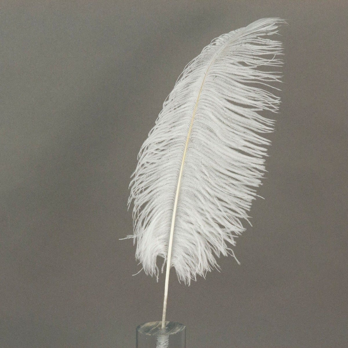 Ostrich Tails 16-18 inch  - 30 PC - White