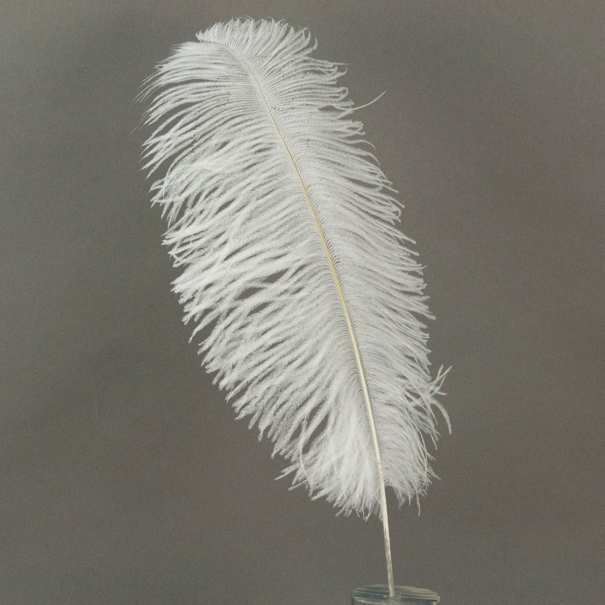 Ostrich Tails 16-18 inch  - 30 PC - White