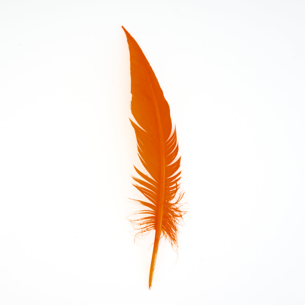Mango Dagger Turkey Quill Feathers 9-12"