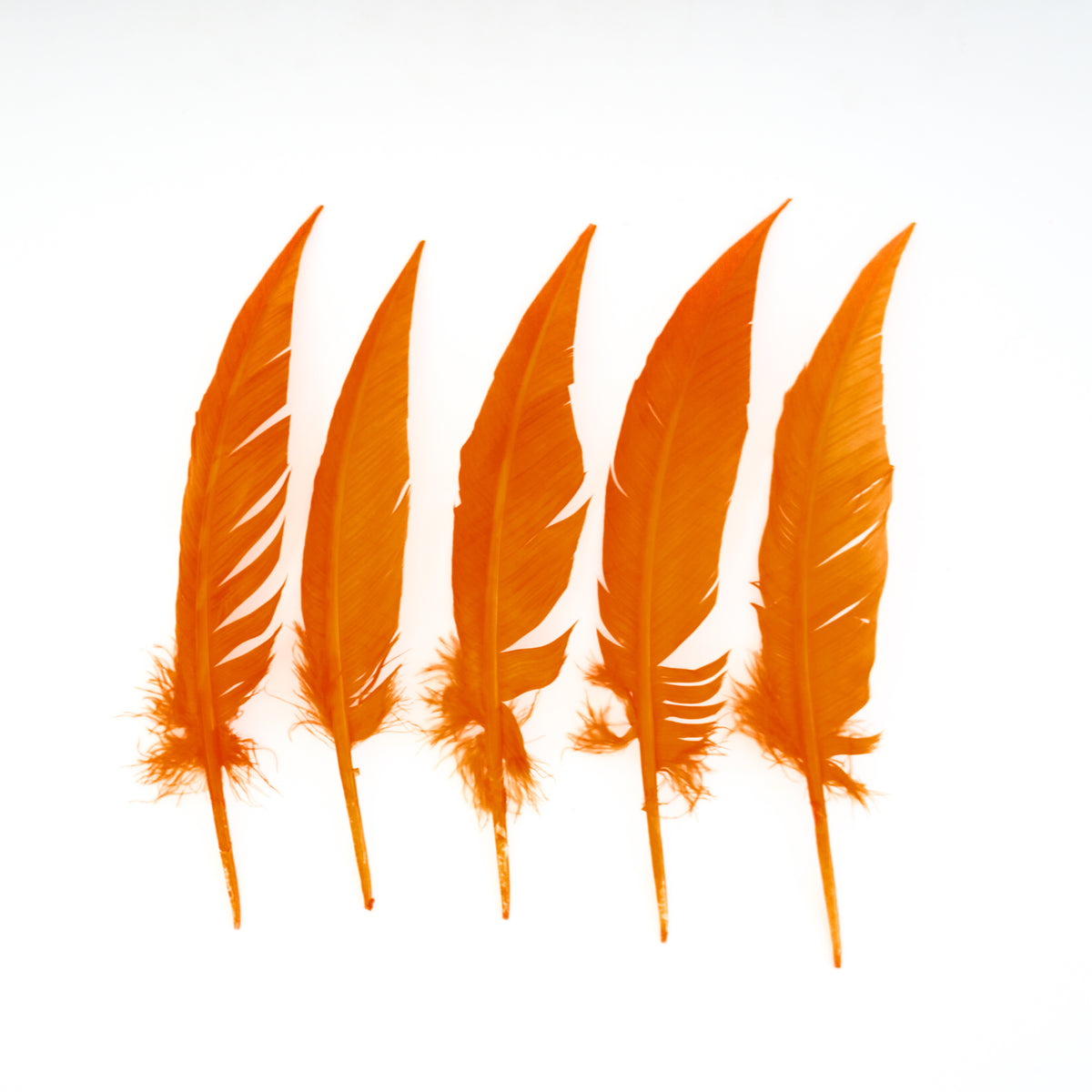 Mango Dagger Turkey Quill Feathers 9-12"