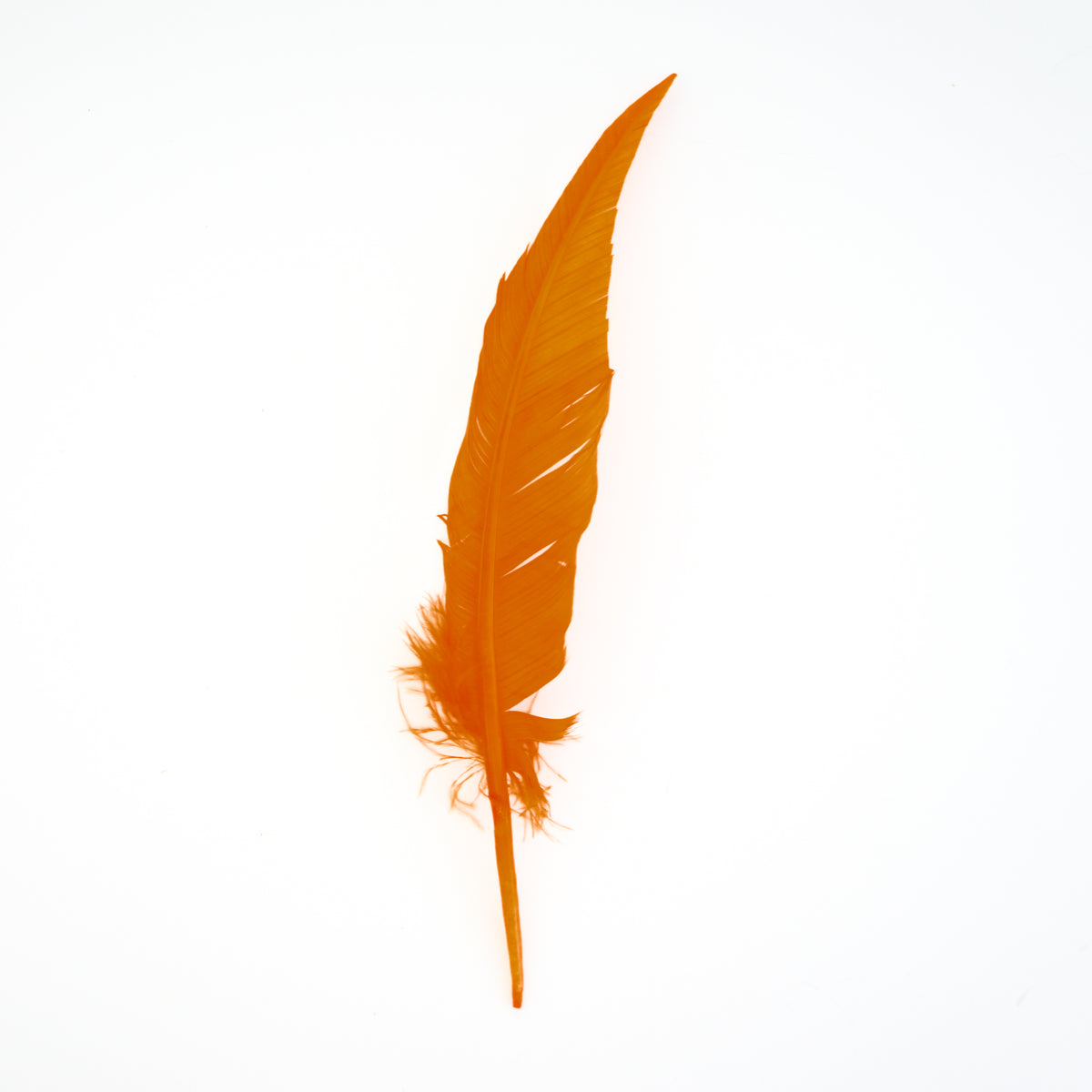 Mango Dagger Turkey Quill Feathers 9-12"