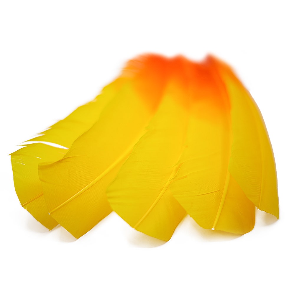 Ombre Turkey Quill Feathers 10-12"   Dip  .25 lb - Gold Orange