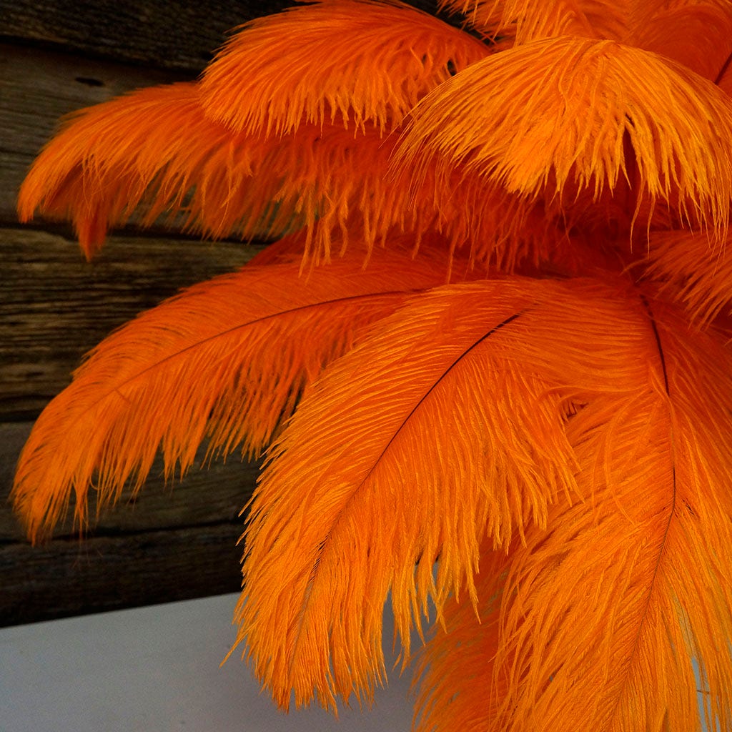 Large Ostrich Feathers - 17"+ Drabs - Orange