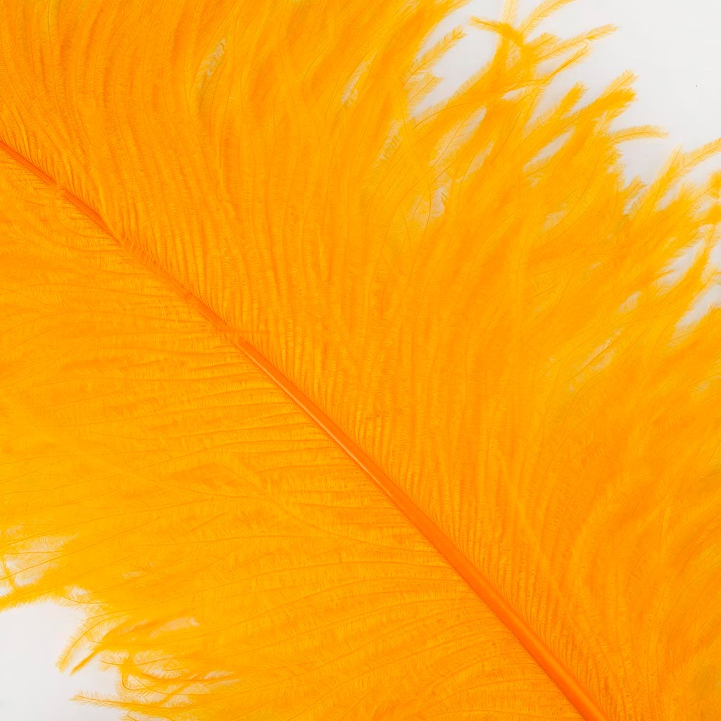 Large Ostrich Feathers - 20-25" Prime Femina Plumes - Mango