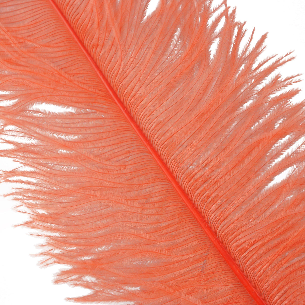 Large Ostrich Feathers - 18-24" Spads - Hot Orange