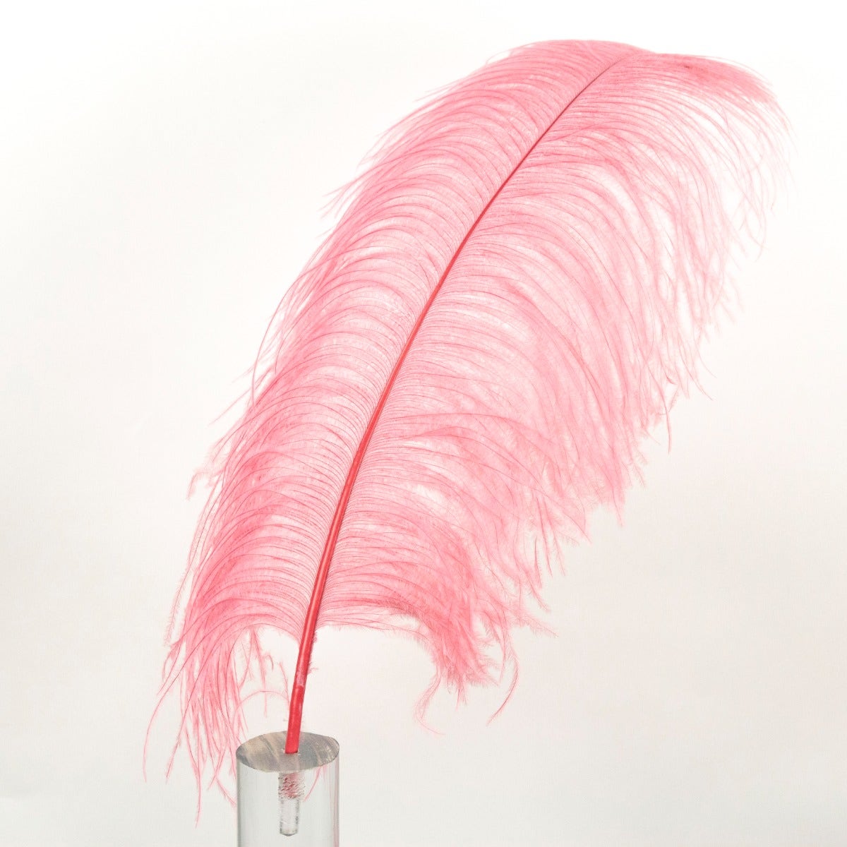 Large Ostrich Feathers - 20-25" Prime Femina Plumes - Met Gala-Potpourri