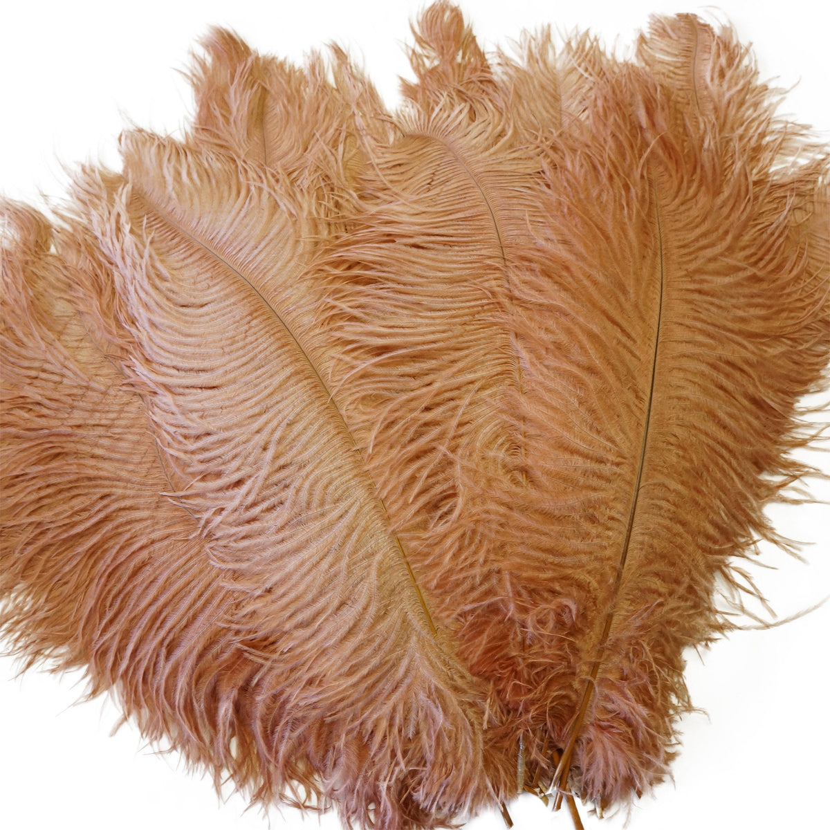 Large Ostrich Feathers - 17"+ Drabs - Cinnamon