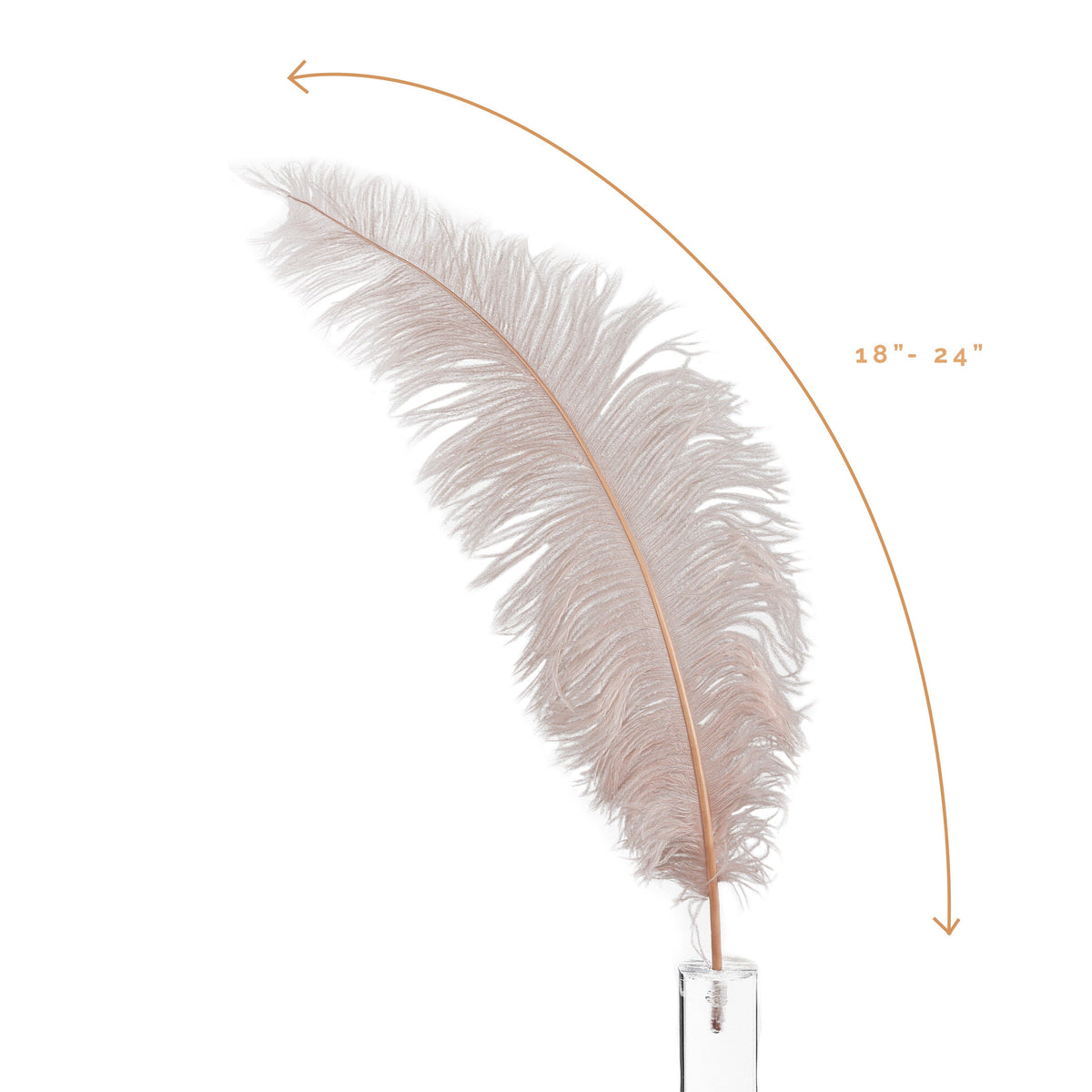 Large Ostrich Feathers - 18-24" Spads - Champagne