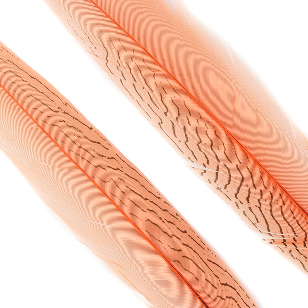 Silver Pheasant Tail Feathers Dyed Apricot Blush