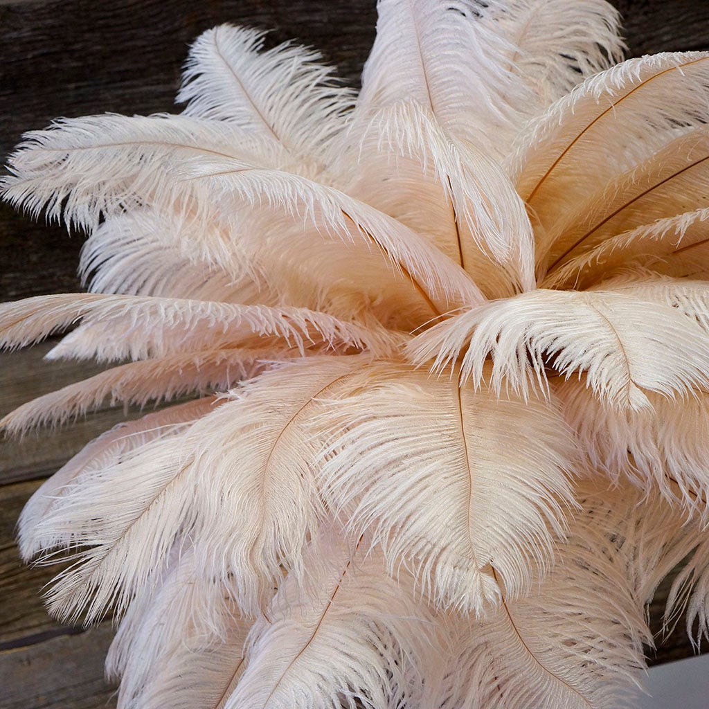 Large Ostrich Feathers - 17"+ Drabs - Champagne