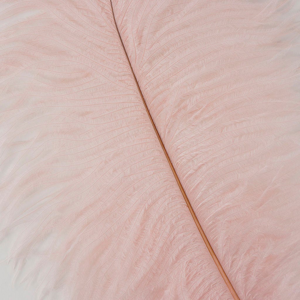 Large Ostrich Feathers - 17"+ Drabs - Champagne