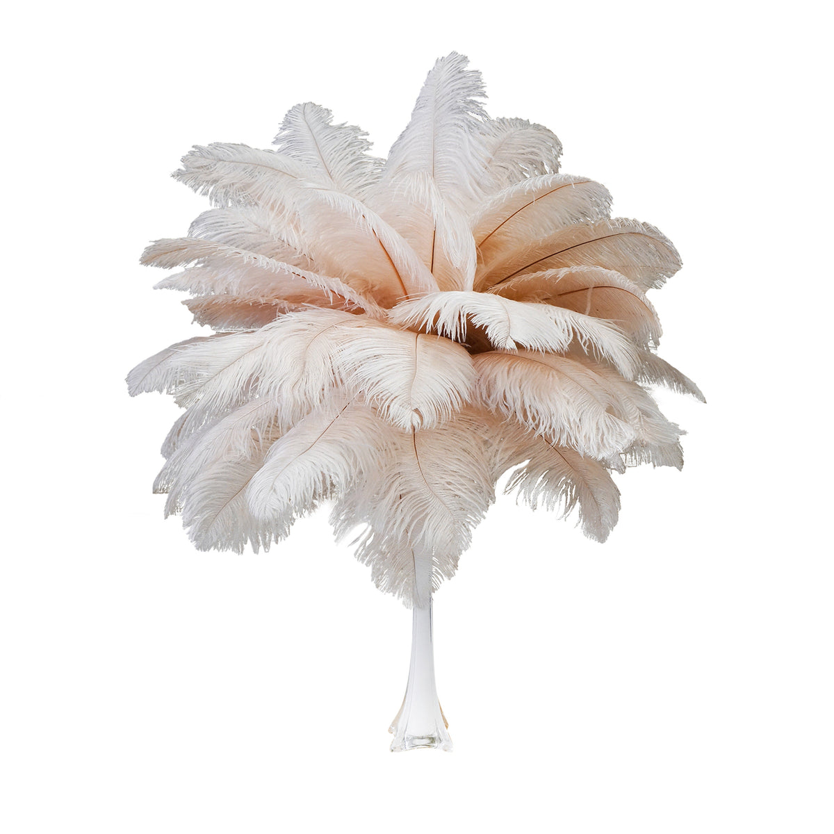 Large Ostrich Feathers - 17"+ Drabs - Champagne
