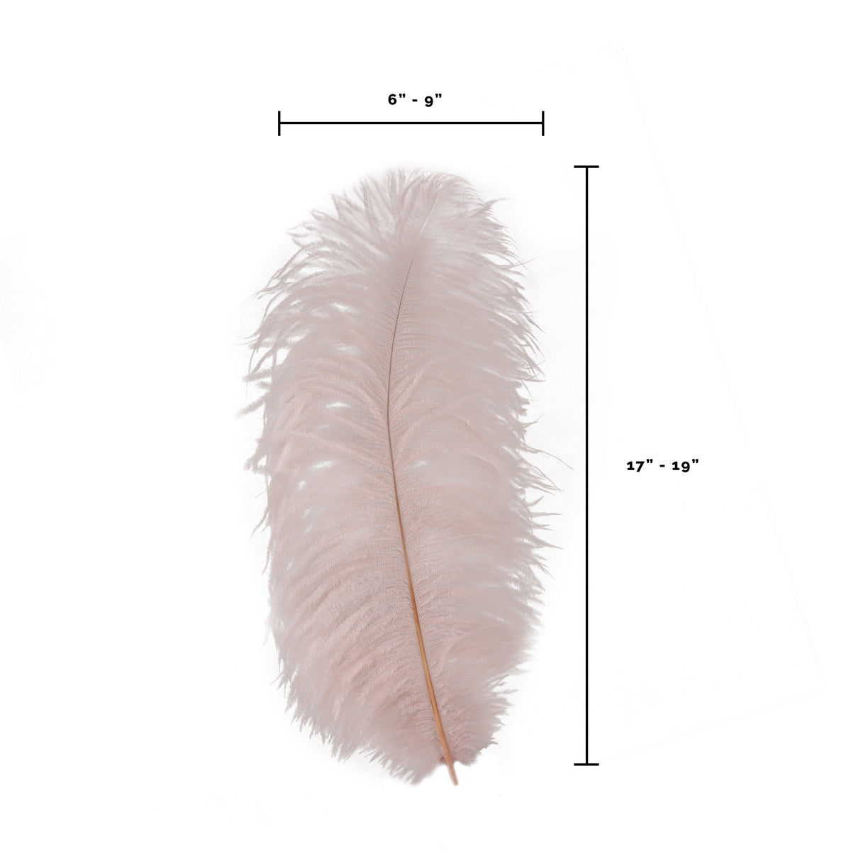 Large Ostrich Feathers - 17"+ Drabs - Champagne