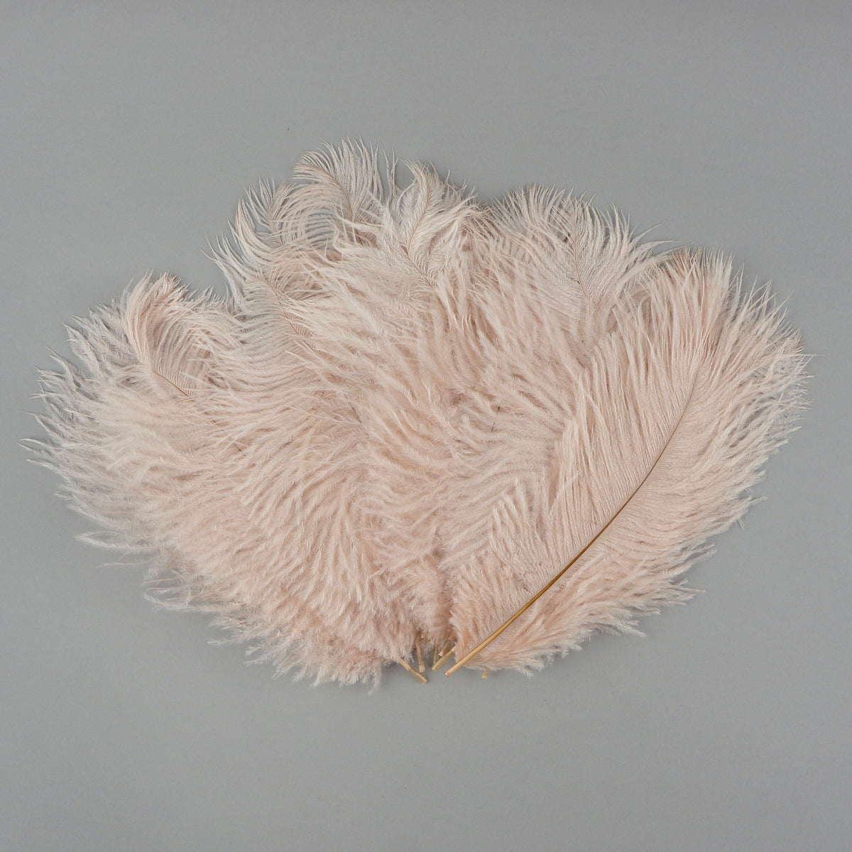 Ostrich Feathers 4-8" Drabs - Champagne