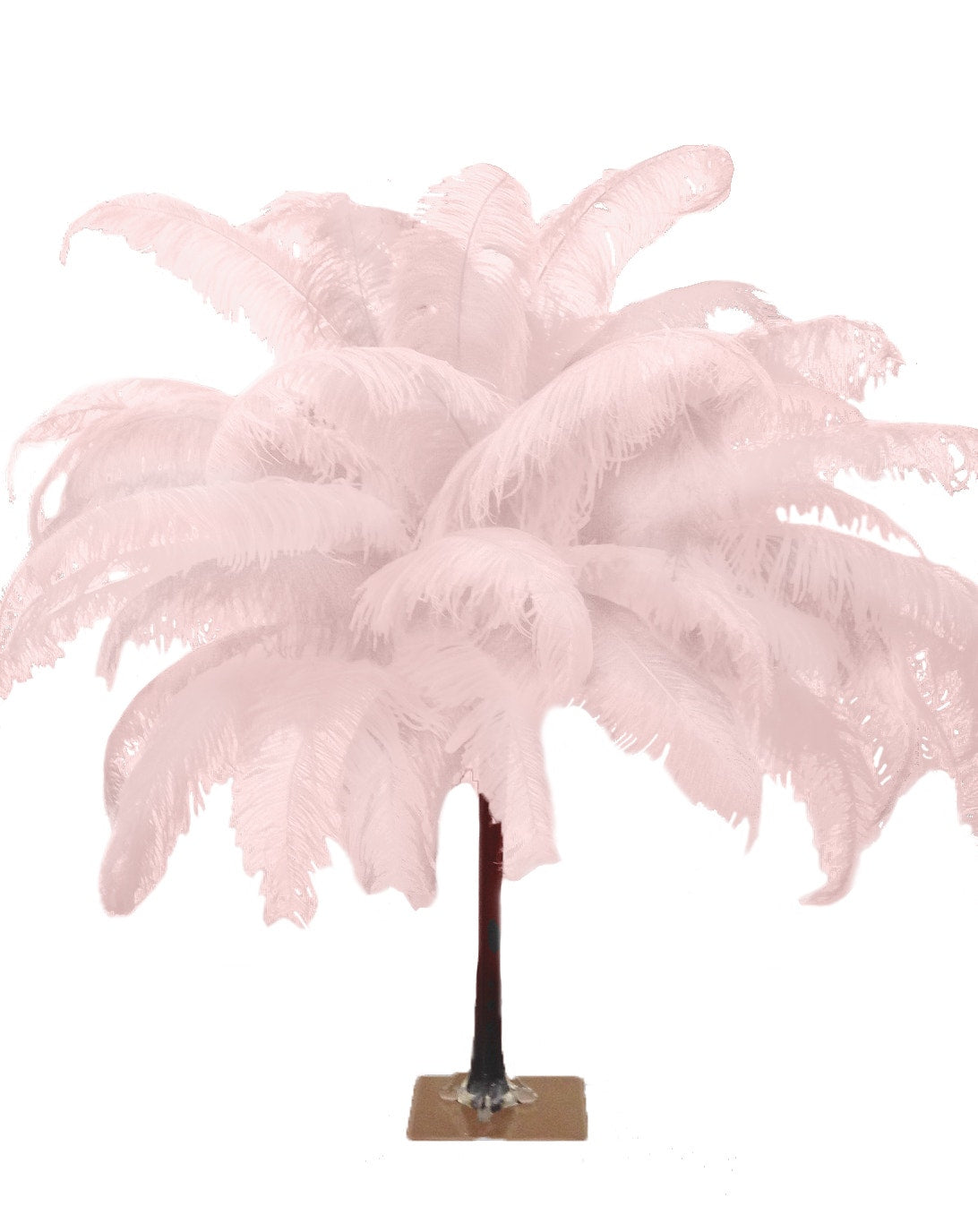 Large Ostrich Feathers - 18-24" Spads - Champagne
