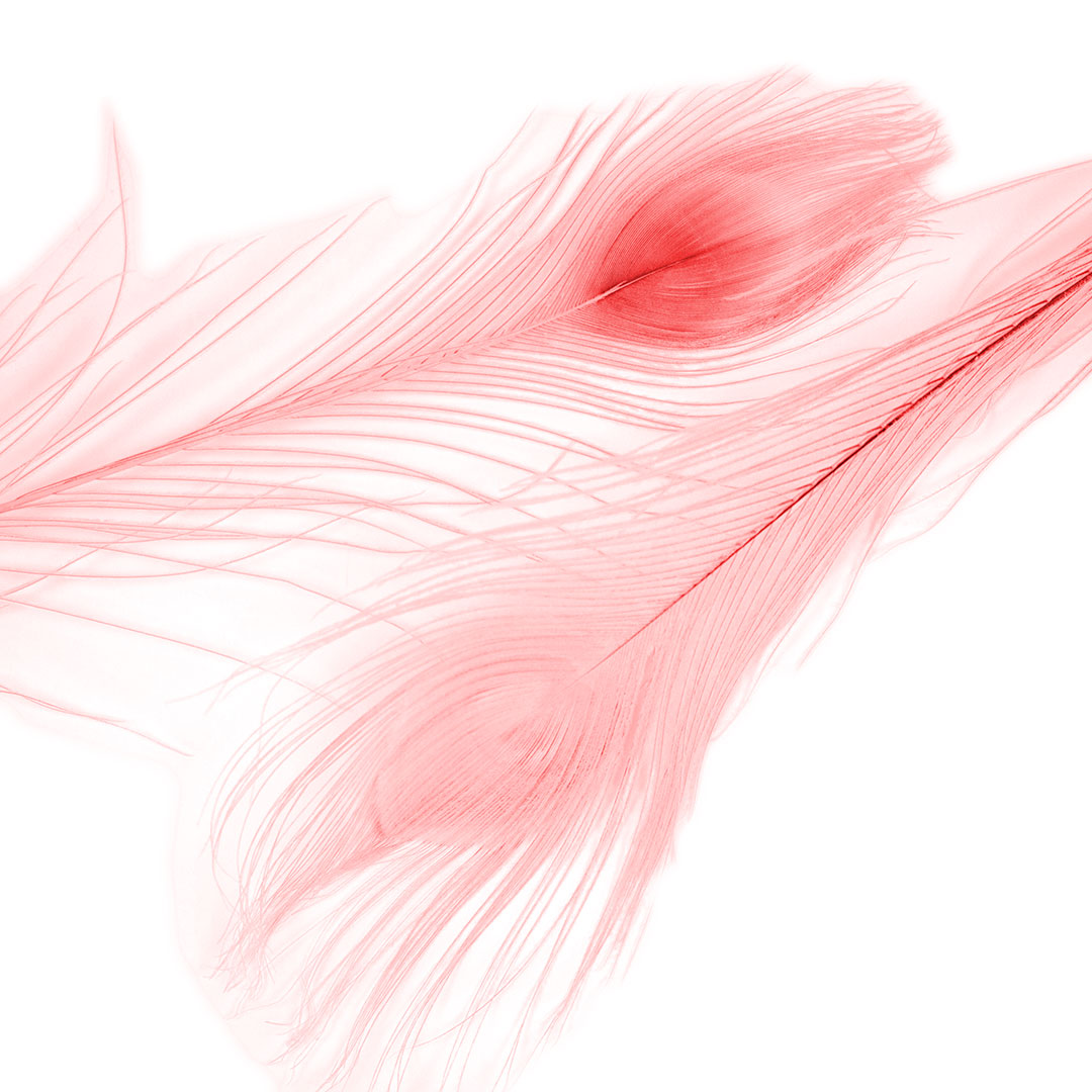 Peacock Feathers | 25-40" Tail Eyes | Candy Pink