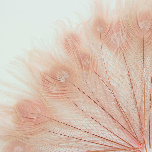 Peacock Feathers | 8-15" Tail Eyes | Candy Pink (Bulk)