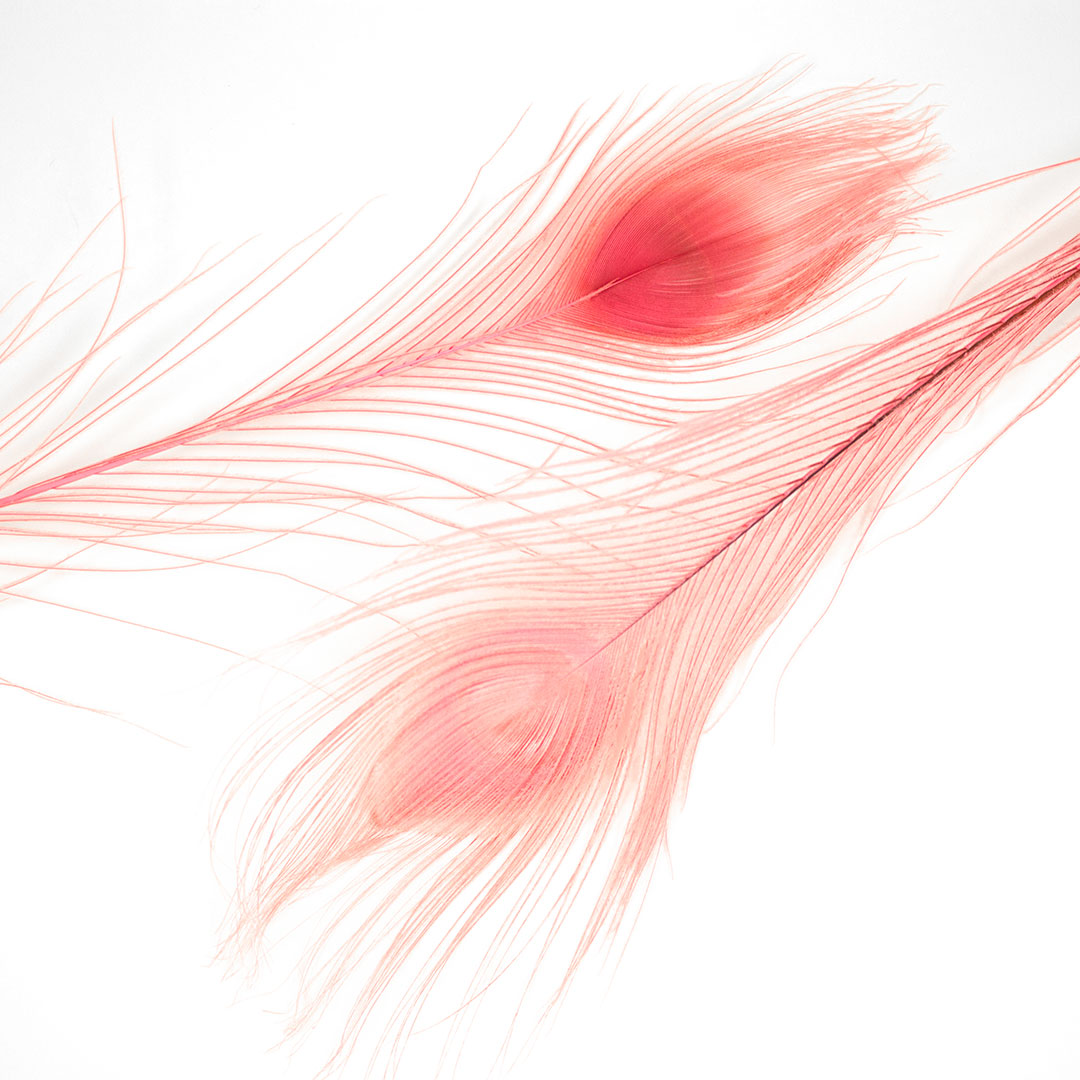 Peacock Feathers (Bulk) | 25-40" Tail Eyes | Candy Pink