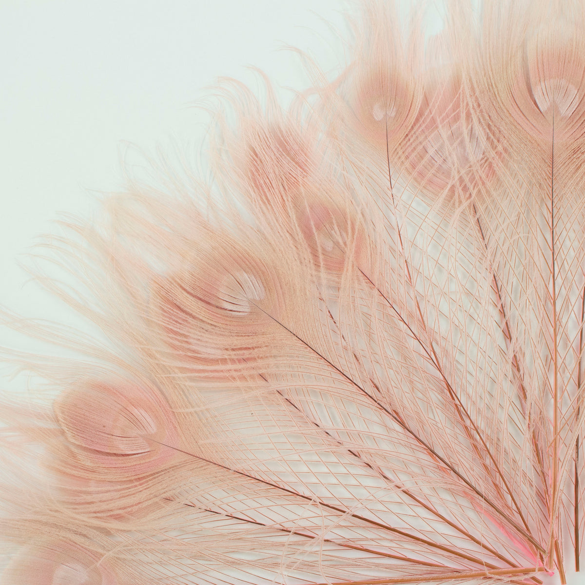 Peacock Feathers | 8-15" Tail Eyes | Candy Pink | 25pc