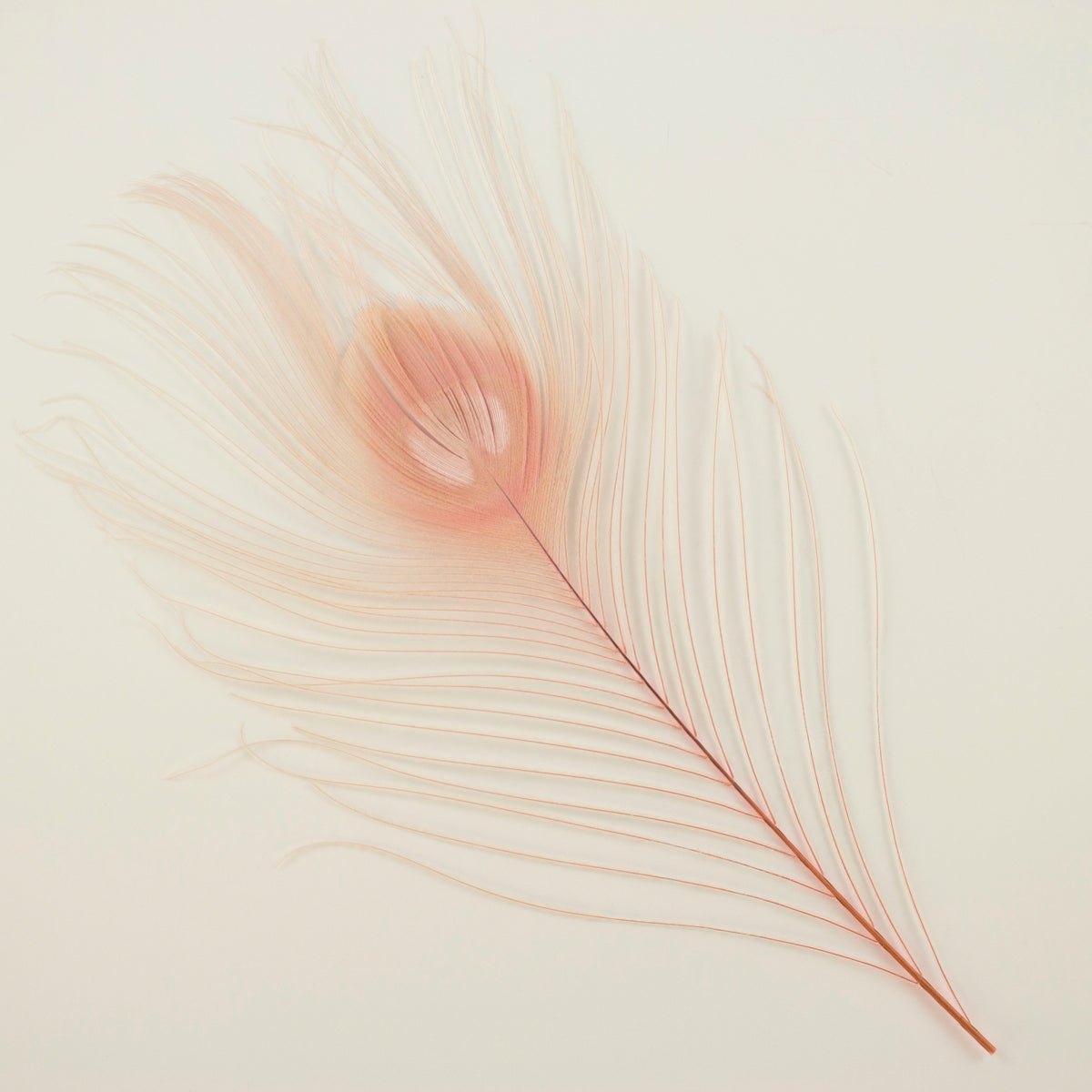 Peacock Feathers | 8-15" Tail Eyes | Candy Pink | 5pc