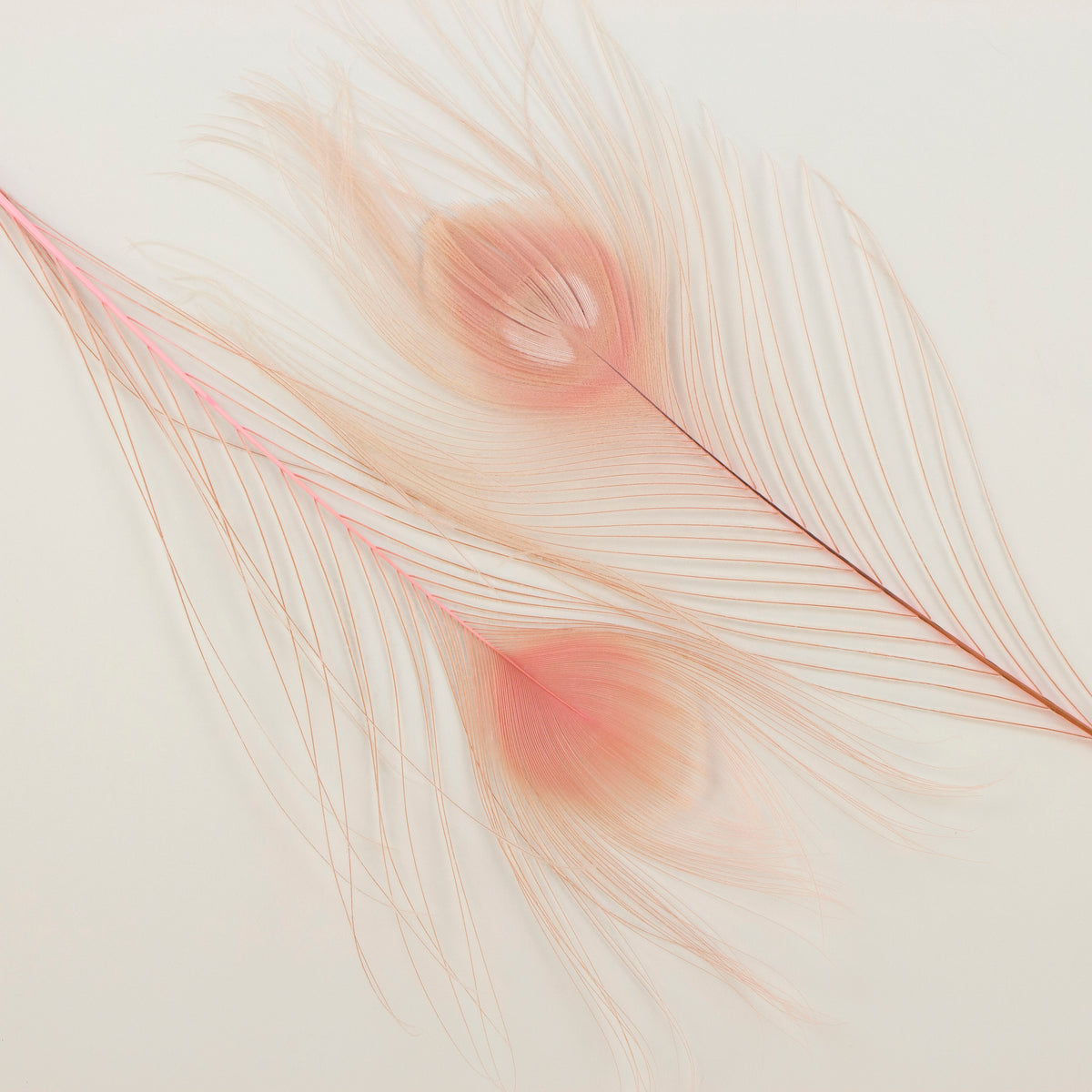 Peacock Feathers | 8-15" Tail Eyes | Candy Pink | 5pc