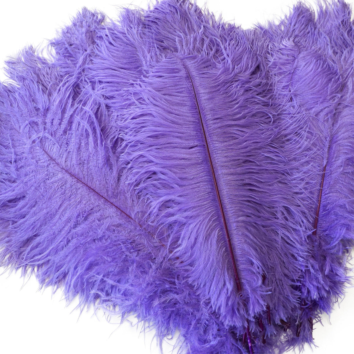Large Ostrich Feathers - 17"+ Drabs - Lavender