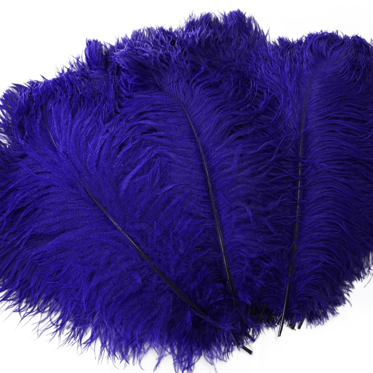 Large Ostrich Feathers - 17"+ Drabs - Regal