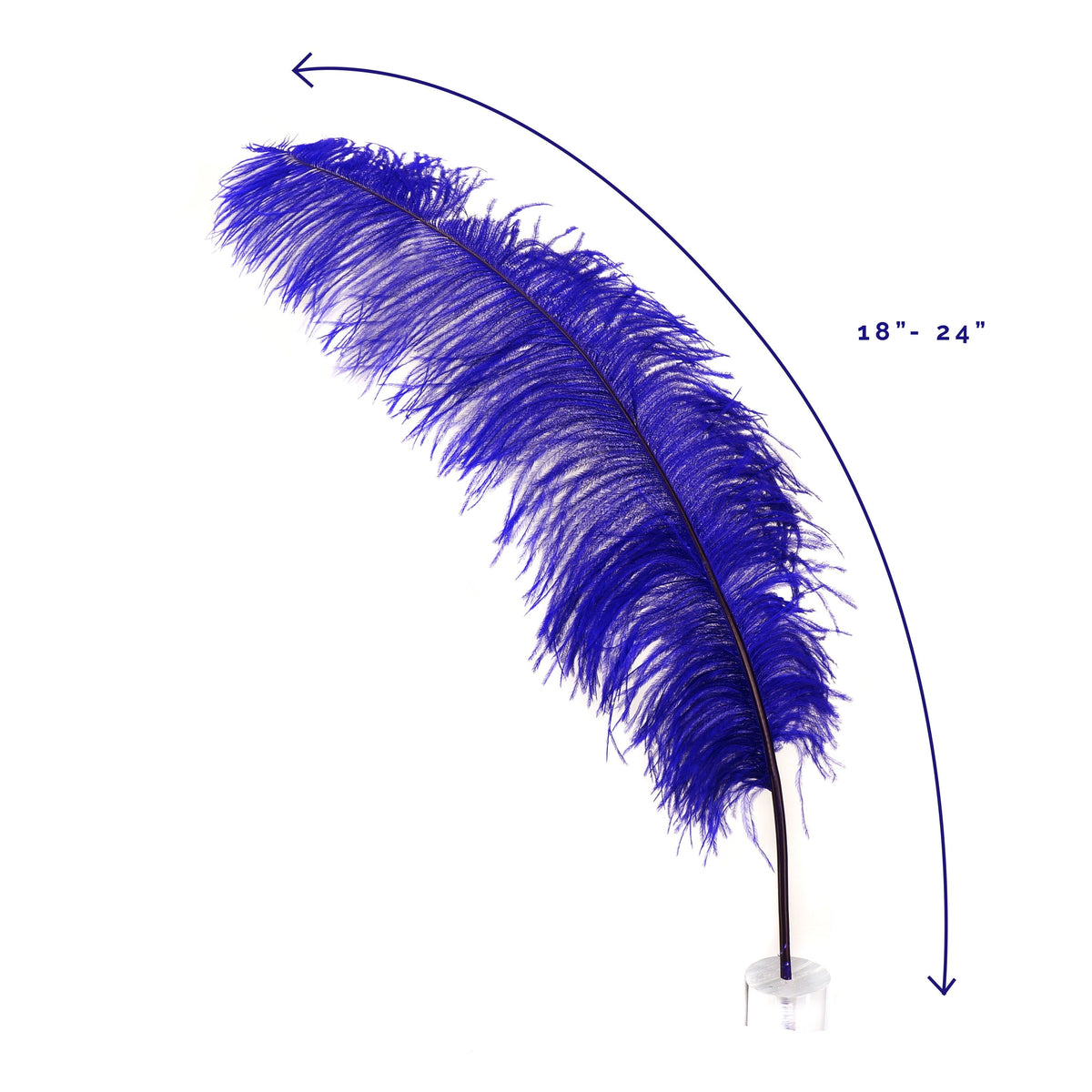 Large Ostrich Feathers - 18-24" Spads - Regal