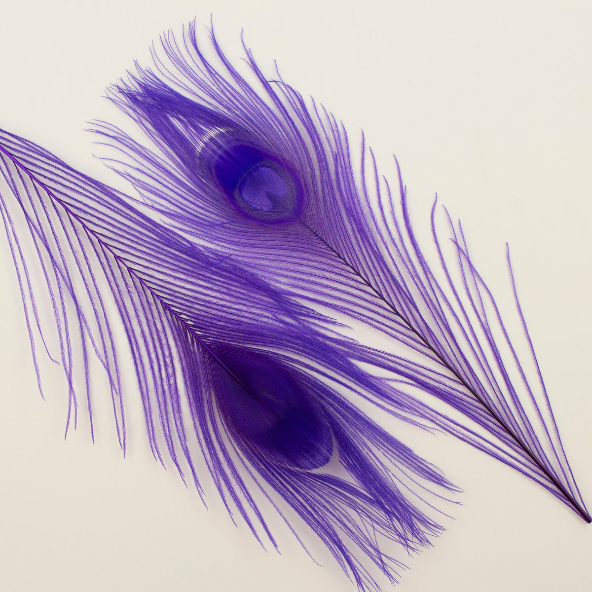 Peacock Feathers | 8-15" Tail Eyes | Fluorescent Lilac | 5pc