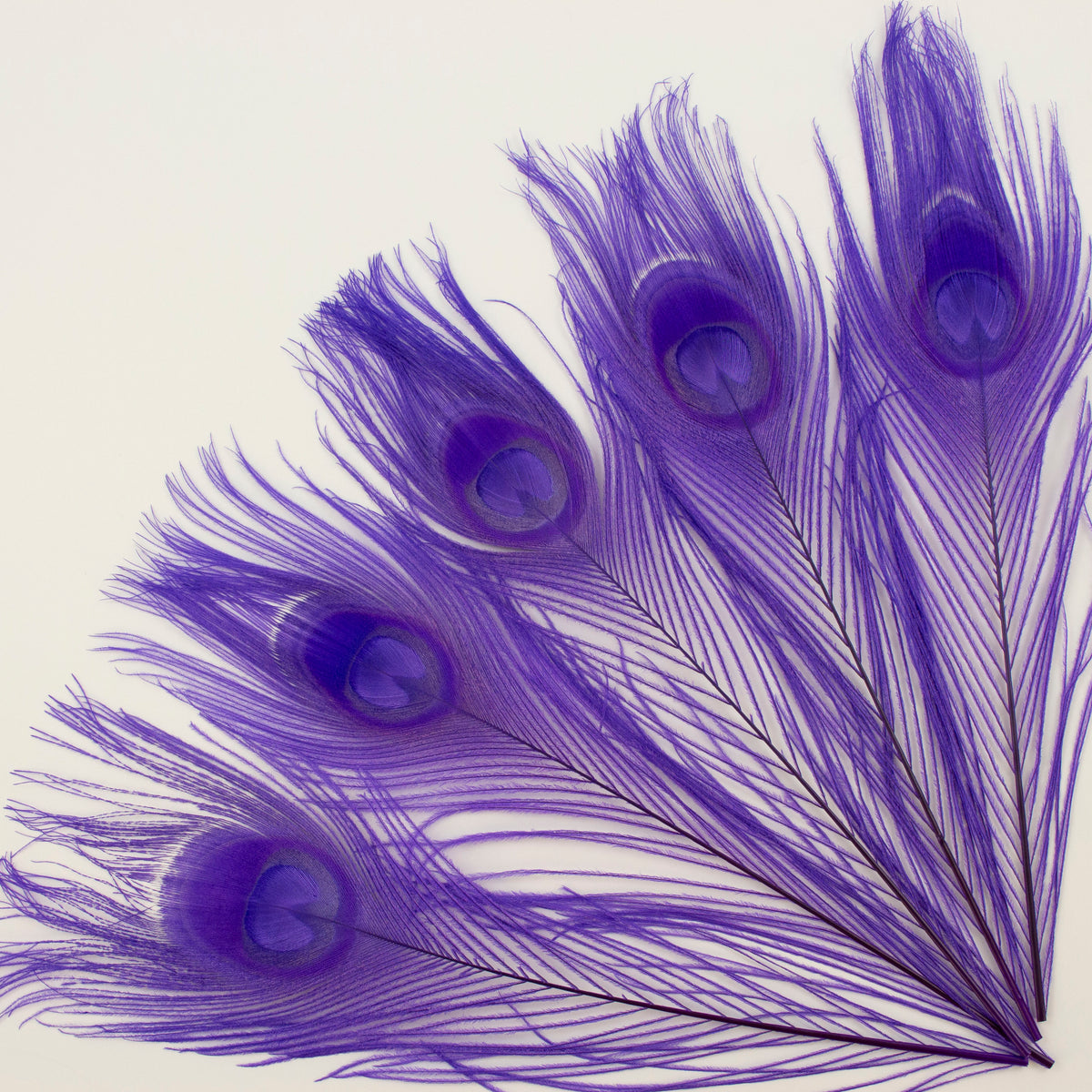 Peacock Feathers | 8-15" Tail Eyes | Fluorescent Lilac | 5pc