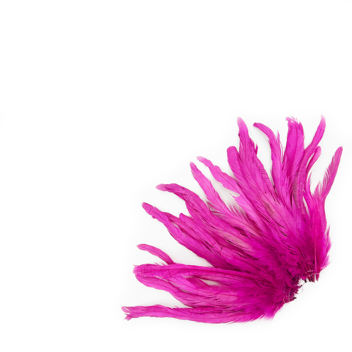ROOSTER COQUE TAIL FEATHERS BLEACH DYED 7-10” - 25 PC/PKG - Very Berry